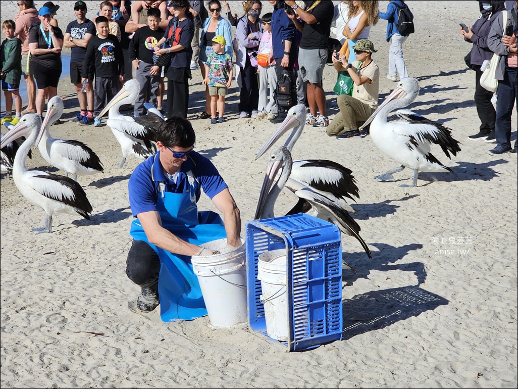 黃金海岸半日遊 | 鵜鶘餵食秀、海港城outlet、野生袋鼠、沙灘變斷崖