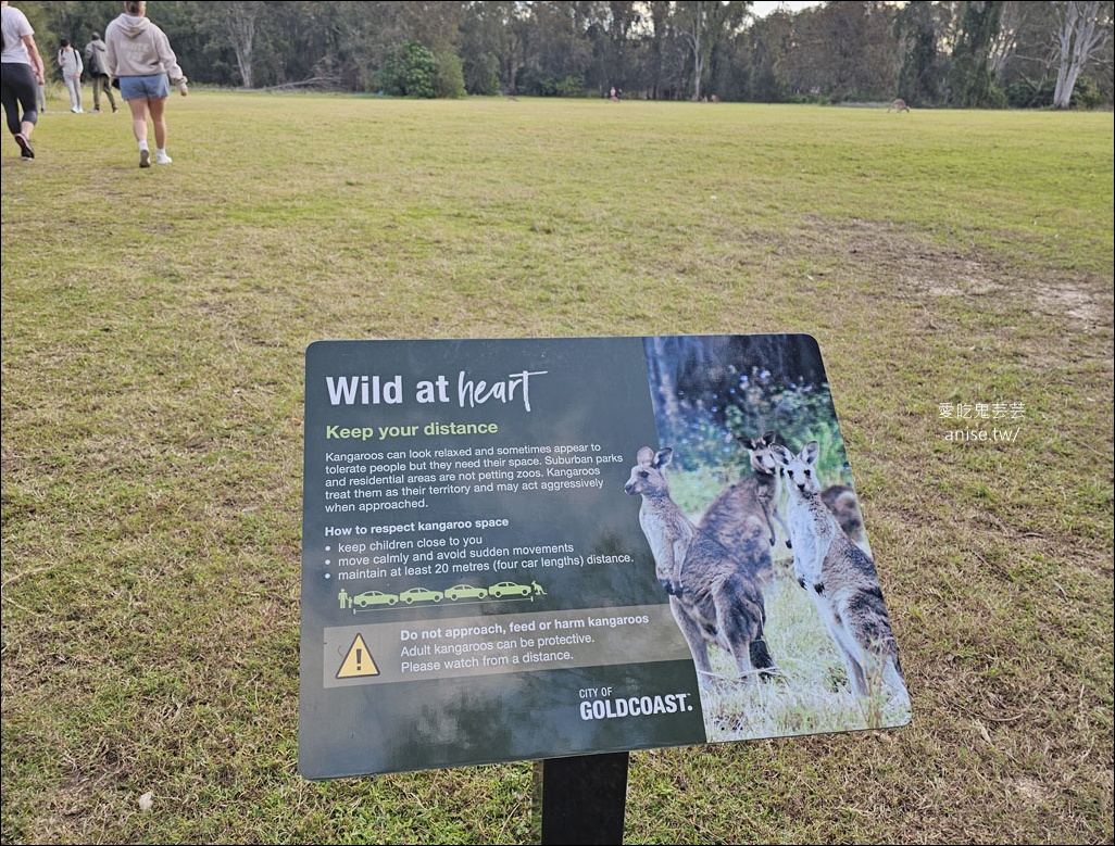 黃金海岸半日遊 | 鵜鶘餵食秀、海港城outlet、野生袋鼠、沙灘變斷崖