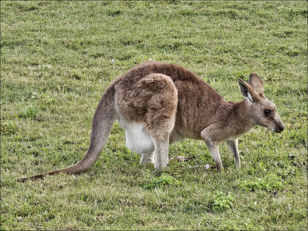 黃金海岸半日遊 | 鵜鶘餵食秀、海港城outlet、野生袋鼠、沙灘變斷崖