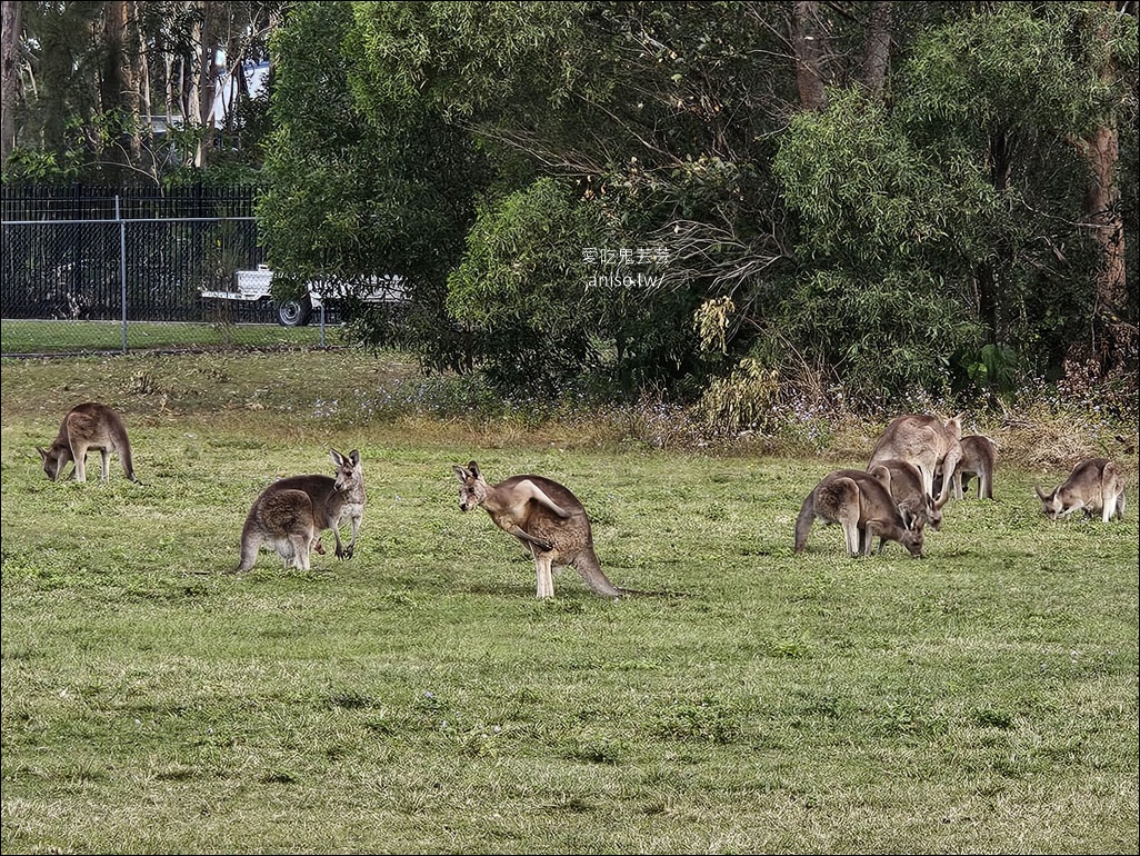 黃金海岸半日遊 | 鵜鶘餵食秀、海港城outlet、野生袋鼠、沙灘變斷崖