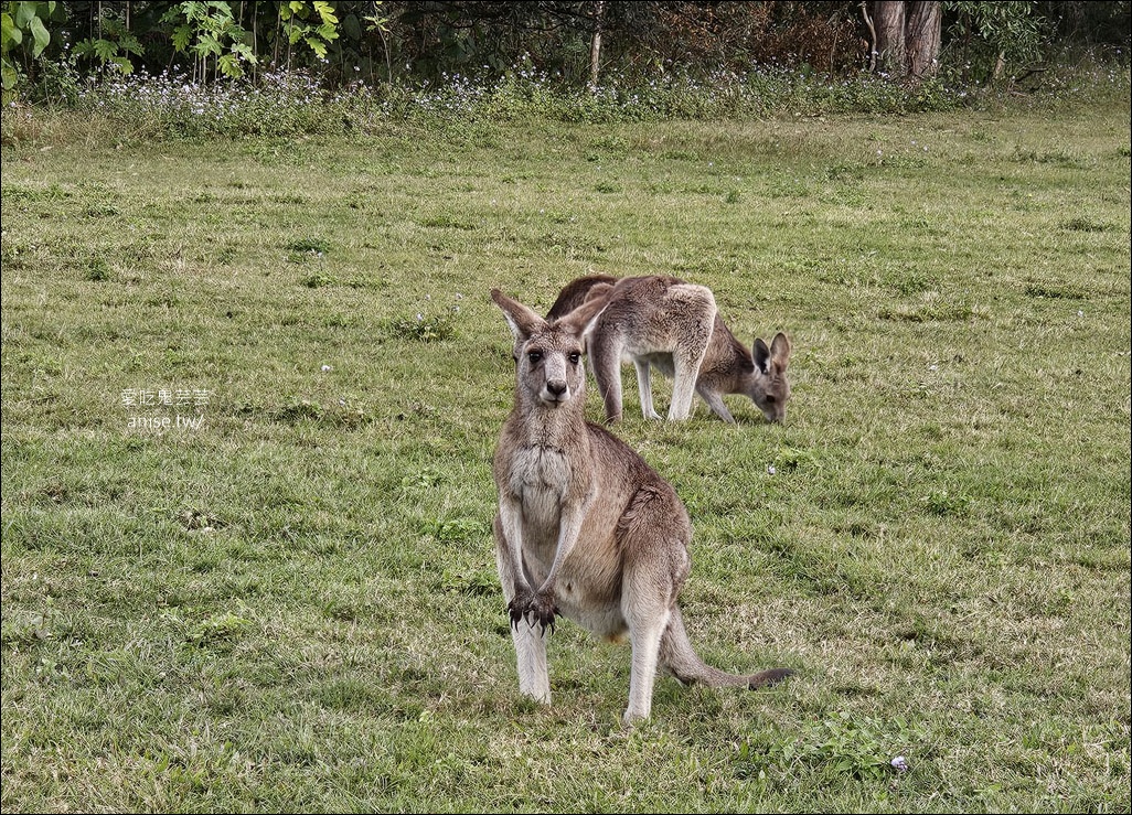 黃金海岸半日遊 | 鵜鶘餵食秀、海港城outlet、野生袋鼠、沙灘變斷崖