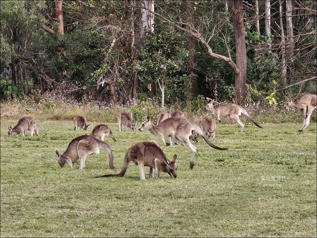 黃金海岸半日遊 | 鵜鶘餵食秀、海港城outlet、野生袋鼠、沙灘變斷崖