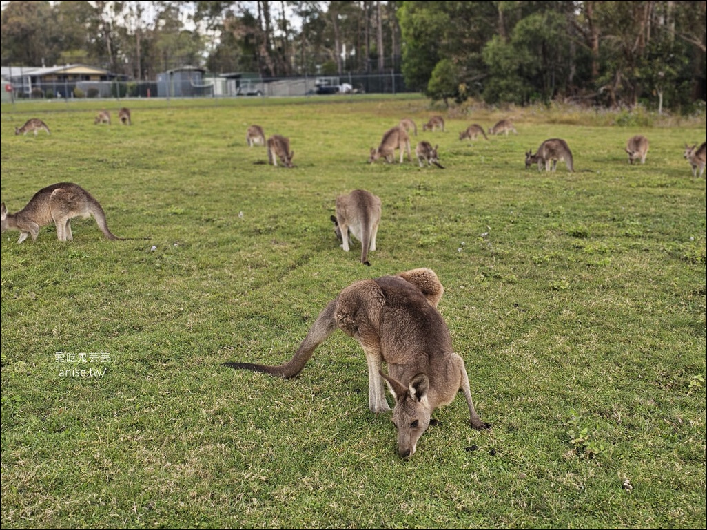 黃金海岸半日遊 | 鵜鶘餵食秀、海港城outlet、野生袋鼠、沙灘變斷崖