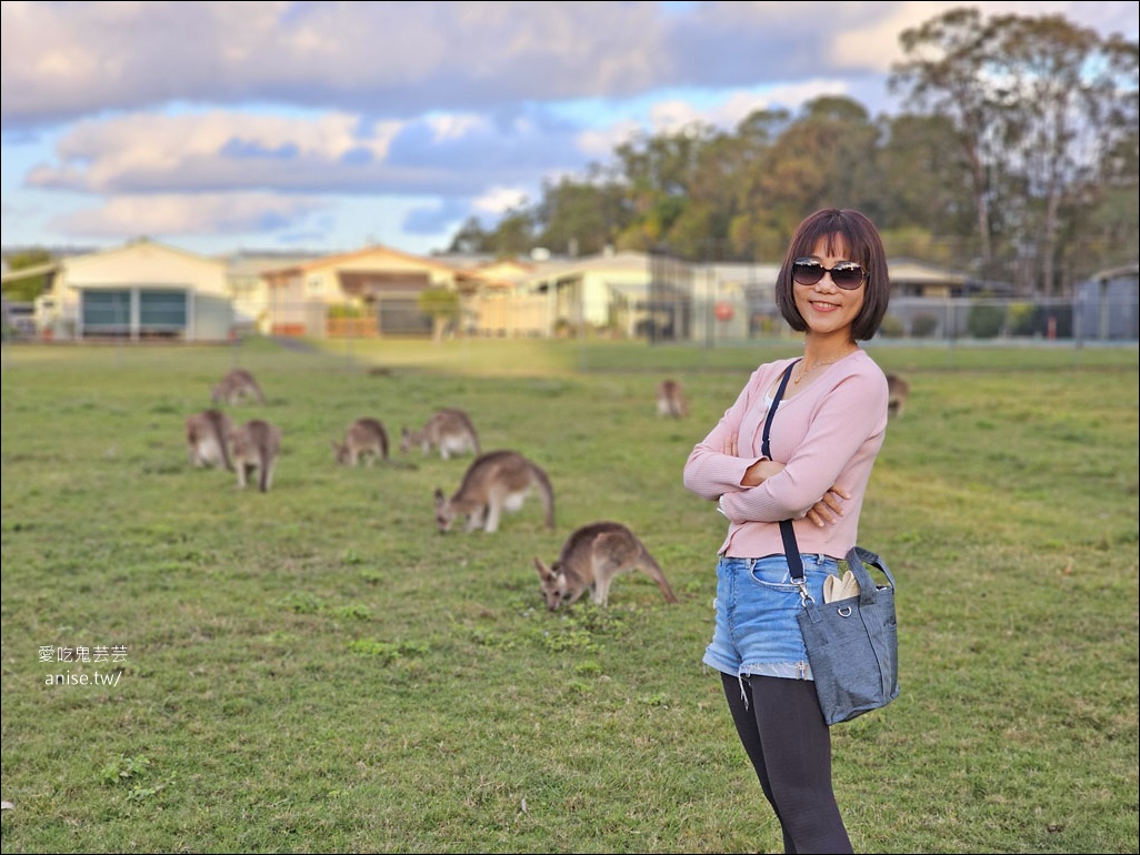 黃金海岸半日遊 | 鵜鶘餵食秀、海港城outlet、野生袋鼠、沙灘變斷崖