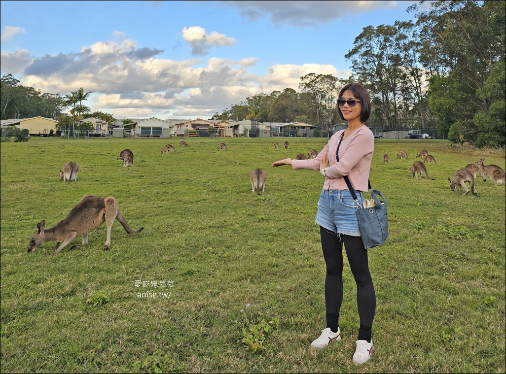 黃金海岸半日遊 | 鵜鶘餵食秀、海港城outlet、野生袋鼠、沙灘變斷崖