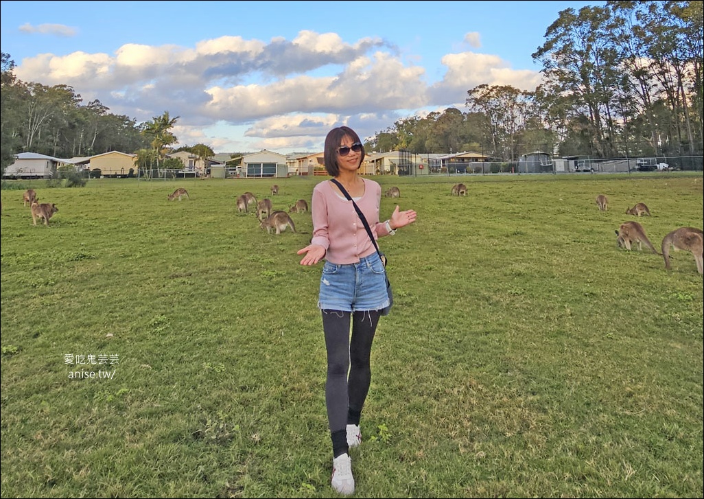 黃金海岸半日遊 | 鵜鶘餵食秀、海港城outlet、野生袋鼠、沙灘變斷崖