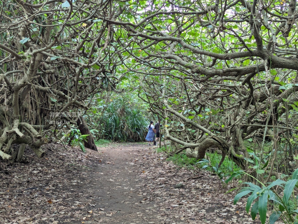 季風沙丘-老樣子三店，看潮音海風車吃日式刨冰，大園草漯沙丘咖啡店(姊姊食記)