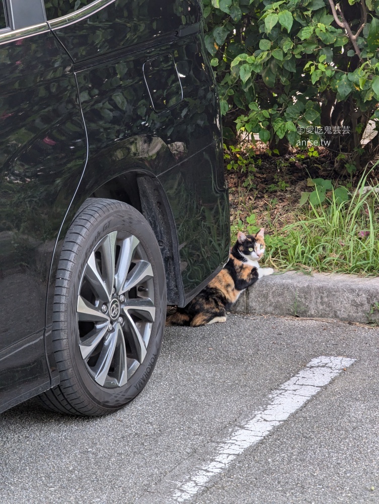 沖繩租車5201314，租車交車還車中文溝通很便利(姊姊遊記)
