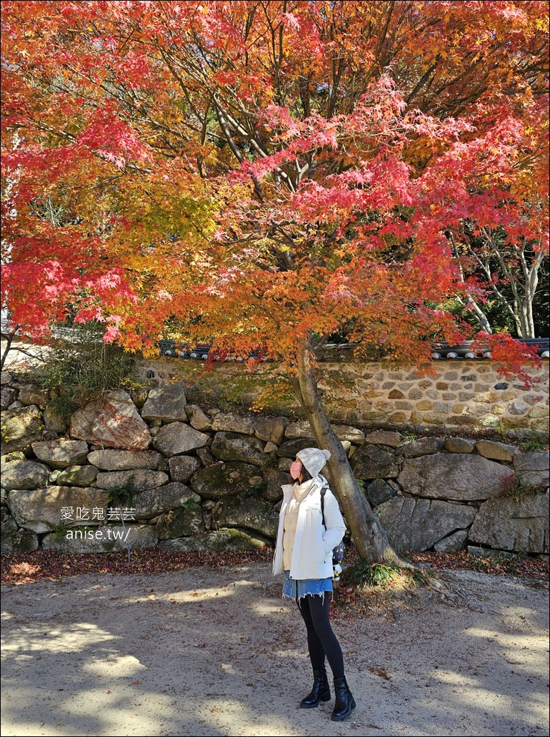 釜山孝親行程規劃 | 釜山國際煙火節、紅葉、美食孝親包車之旅 (圖文、資訊多)