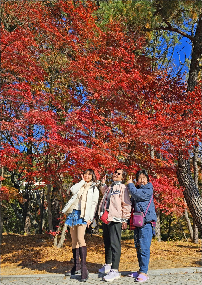 釜山孝親行程規劃 | 釜山國際煙火節、紅葉、美食孝親包車之旅 (圖文、資訊多) @愛吃鬼芸芸