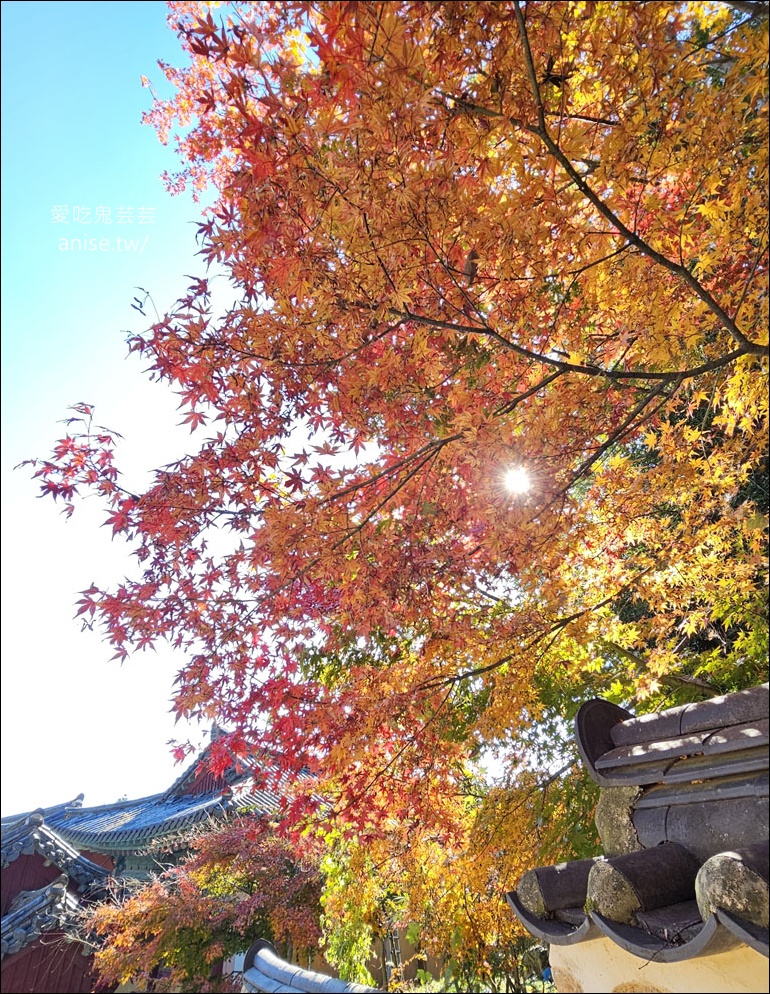 釜山孝親行程規劃 | 釜山國際煙火節、紅葉、美食孝親包車之旅 (圖文、資訊多)