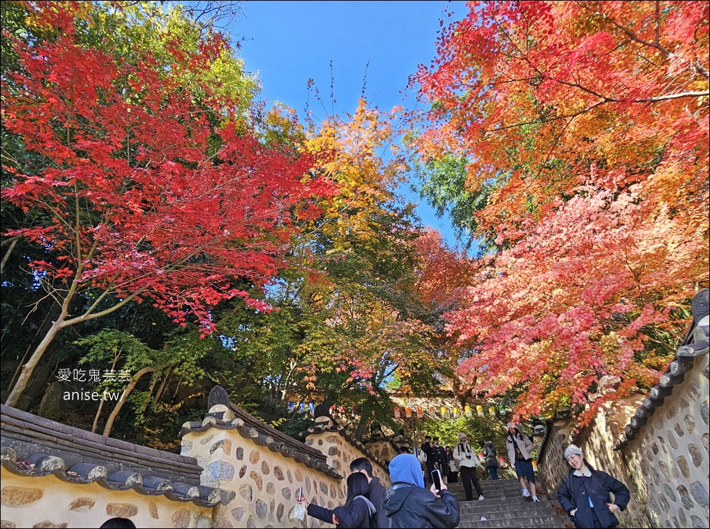 釜山孝親行程規劃 | 釜山國際煙火節、紅葉、美食孝親包車之旅 (圖文、資訊多)