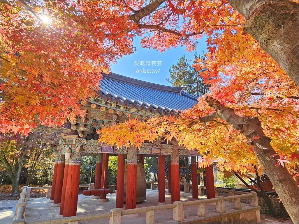釜山孝親行程規劃 | 釜山國際煙火節、紅葉、美食孝親包車之旅 (圖文、資訊多)