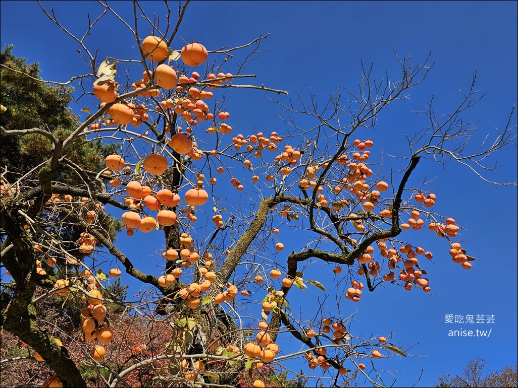 釜山孝親行程規劃 | 釜山國際煙火節、紅葉、美食孝親包車之旅 (圖文、資訊多)