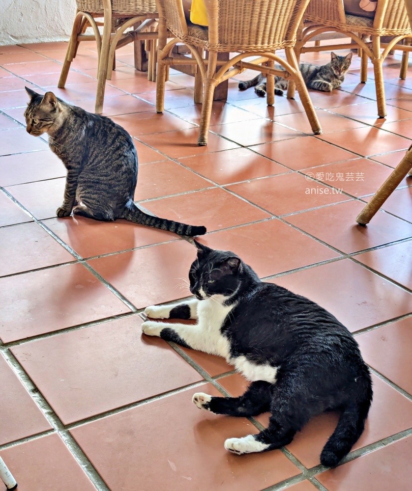 七號公路咖啡館，愛貓者的天堂，桃園復興鄉北橫公路美食(姊姊食記)