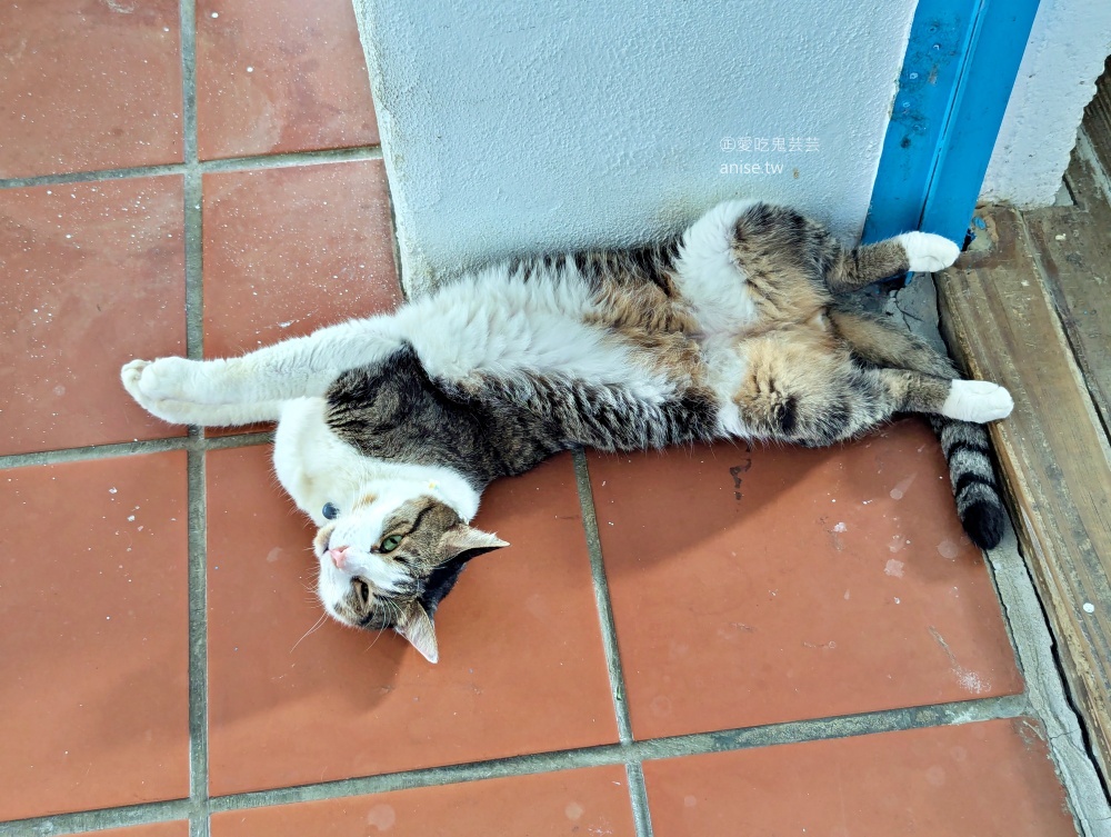 七號公路咖啡館，愛貓者的天堂，桃園復興鄉北橫公路美食(姊姊食記)
