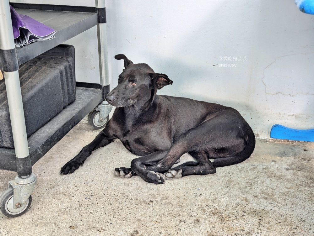 七號公路咖啡館，愛貓者的天堂，桃園復興鄉北橫公路美食(姊姊食記)