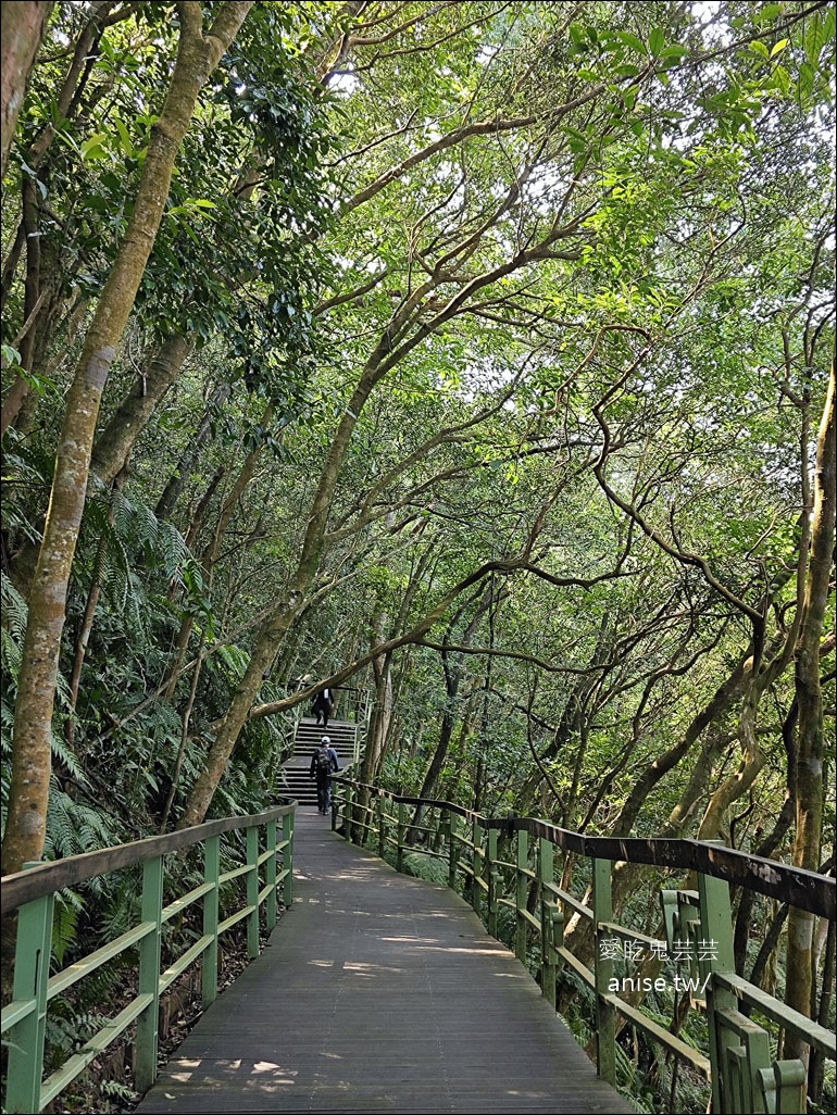 台北小溪頭 | 大崙頭山森林步道、大崙頭尾山親山步道、乘風堡觀景台 台北小溪頭 | 大崙頭山森林步道、大崙頭尾山親山步道、乘風堡觀景台