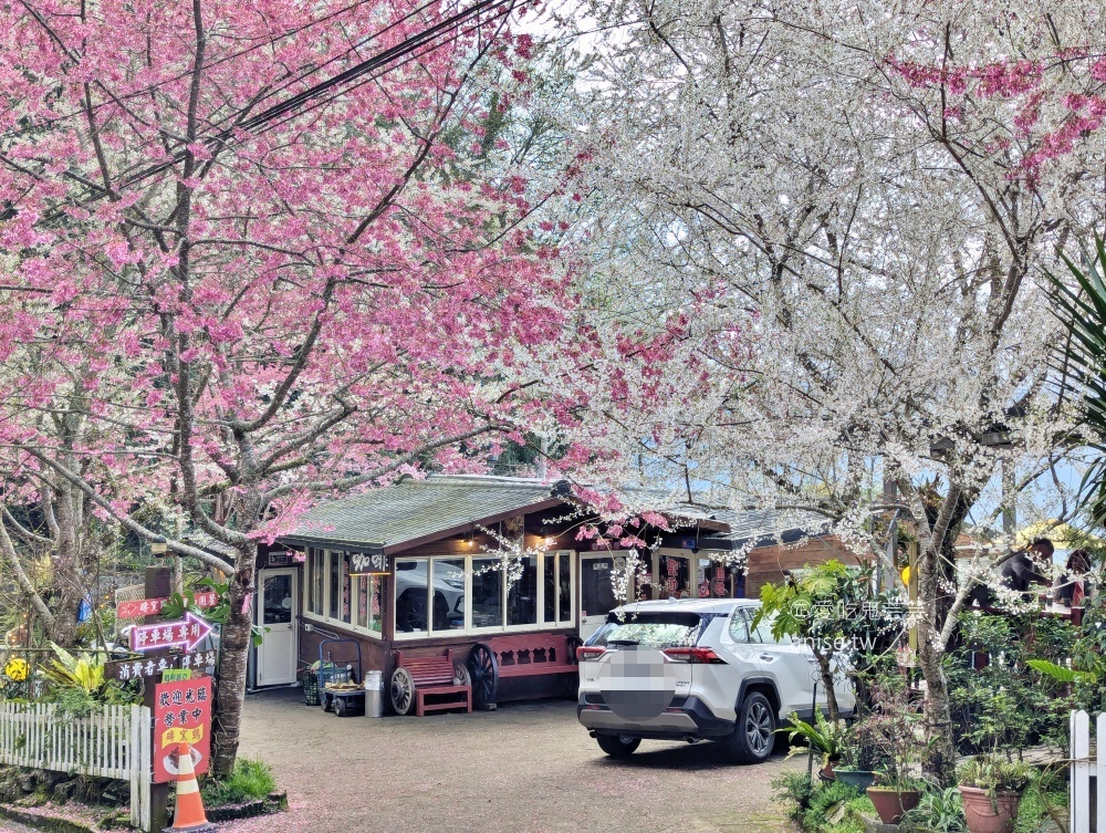 光明農場馬告磚窯雞，盛開的櫻花樹下吃烤雞，拉拉山美食(姊姊食記) @愛吃鬼芸芸