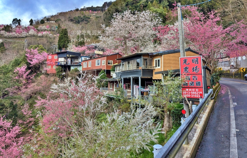 光明農場馬告磚窯雞，盛開的櫻花樹下吃烤雞，拉拉山美食(姊姊食記)