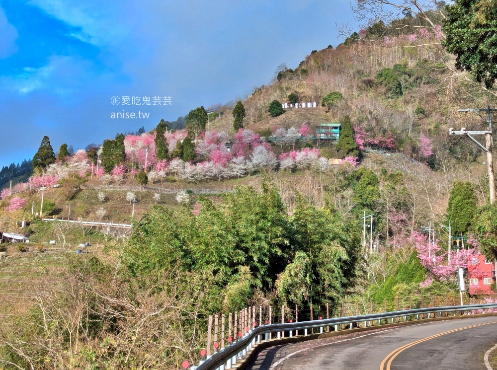 光明農場馬告磚窯雞，盛開的櫻花樹下吃烤雞，拉拉山美食(姊姊食記)