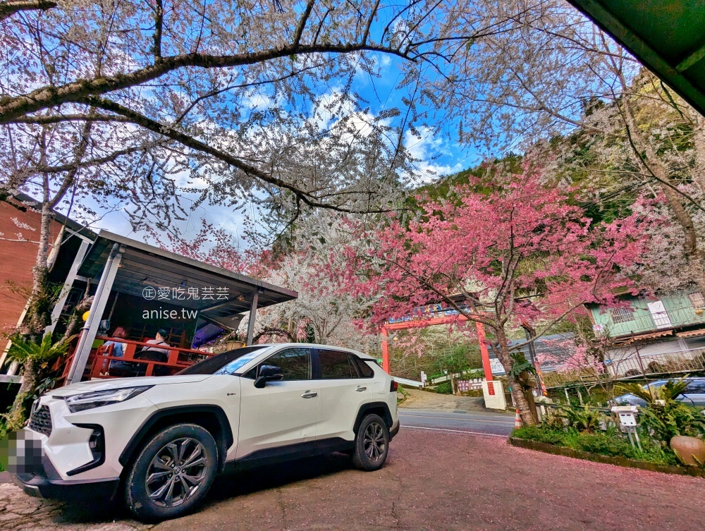 光明農場馬告磚窯雞，盛開的櫻花樹下吃烤雞，拉拉山美食(姊姊食記)