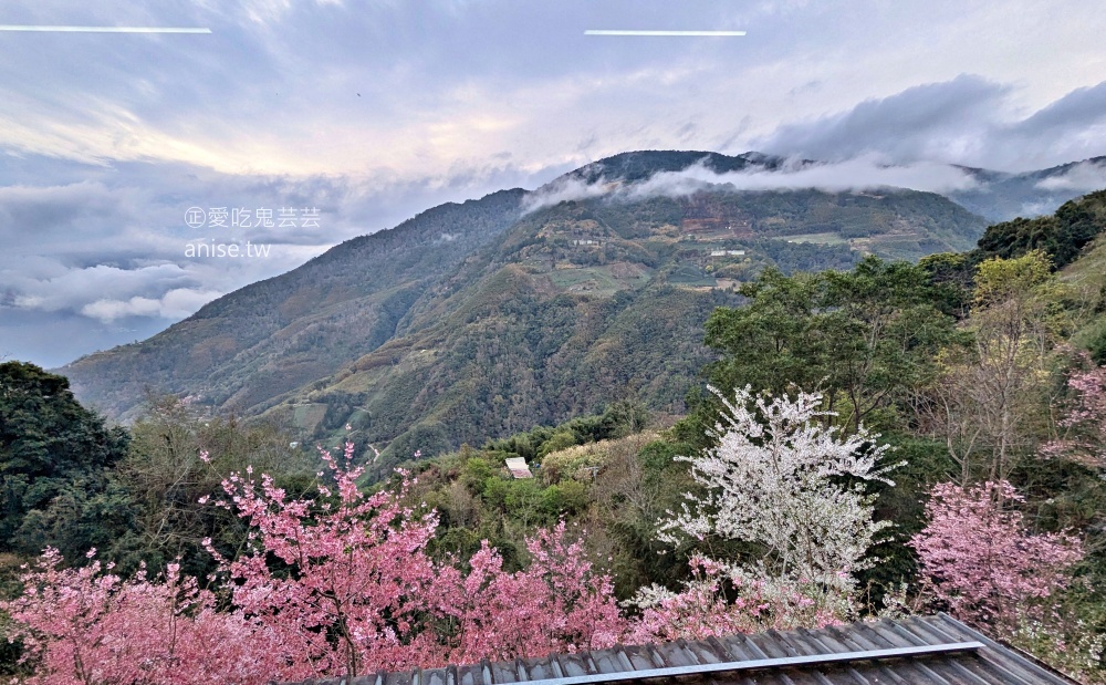 光明農場馬告磚窯雞，盛開的櫻花樹下吃烤雞，拉拉山美食(姊姊食記)