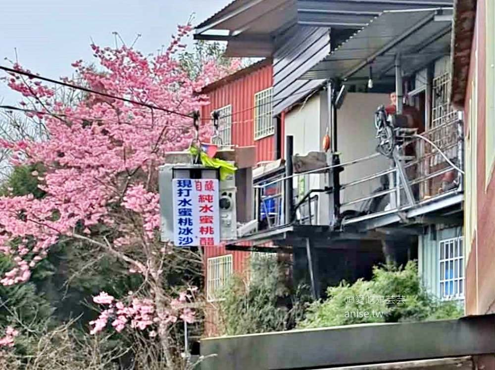 光明農場馬告磚窯雞，盛開的櫻花樹下吃烤雞，拉拉山美食(姊姊食記)