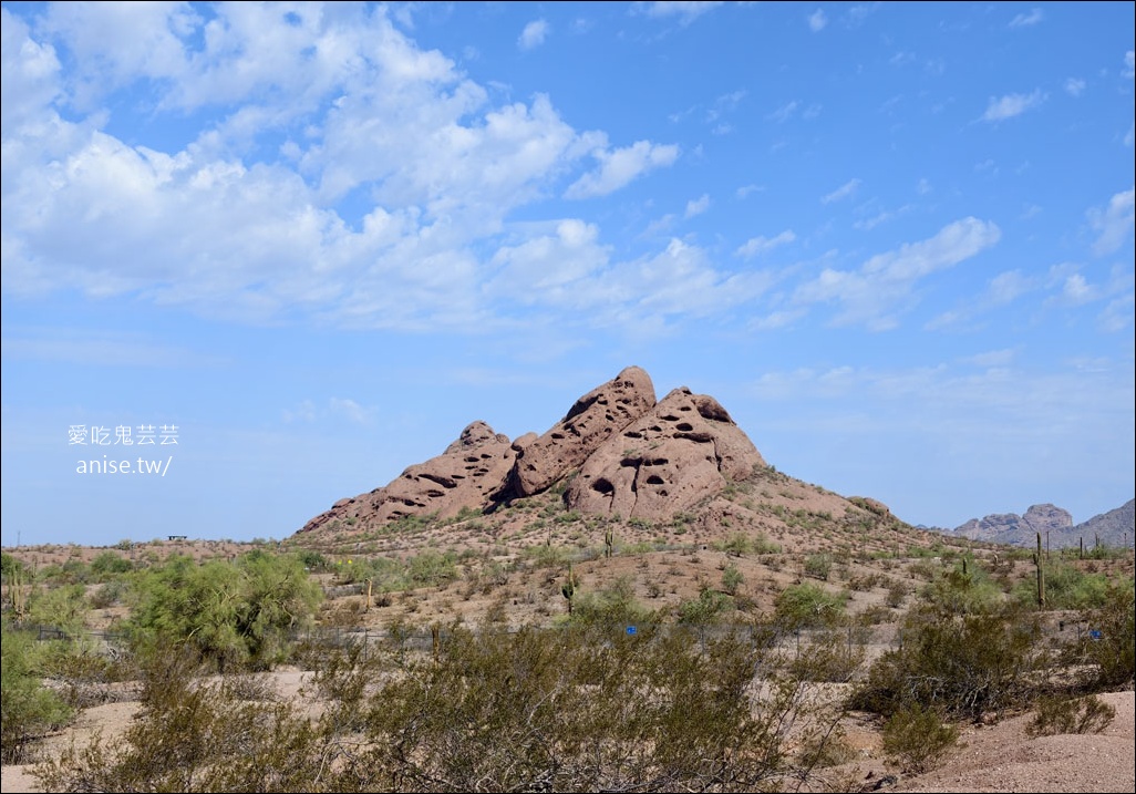 亞利桑那景點 | 帕帕戈公園（Papago Park）之岩中洞、 沙漠植物園 (Desert Botanical Garden) @愛吃鬼芸芸
