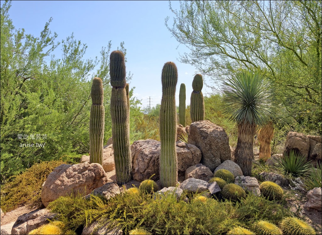 亞利桑那景點 | 帕帕戈公園（Papago Park）之岩中洞、 沙漠植物園 (Desert Botanical Garden) @愛吃鬼芸芸