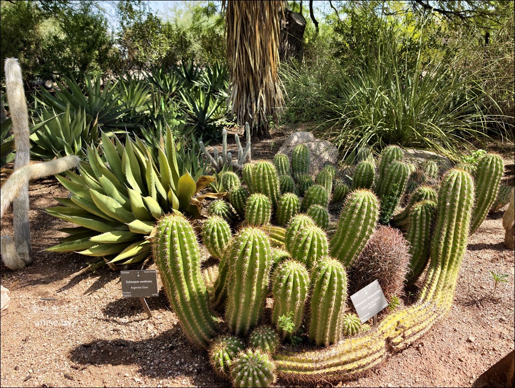 亞利桑那景點 | 帕帕戈公園（Papago Park）之岩中洞、 沙漠植物園 (Desert Botanical Garden) @愛吃鬼芸芸