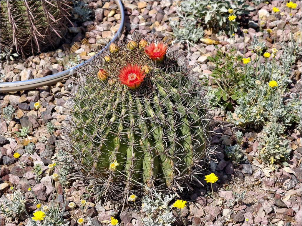 亞利桑那景點 | 帕帕戈公園（Papago Park）之岩中洞、 沙漠植物園 (Desert Botanical Garden) @愛吃鬼芸芸