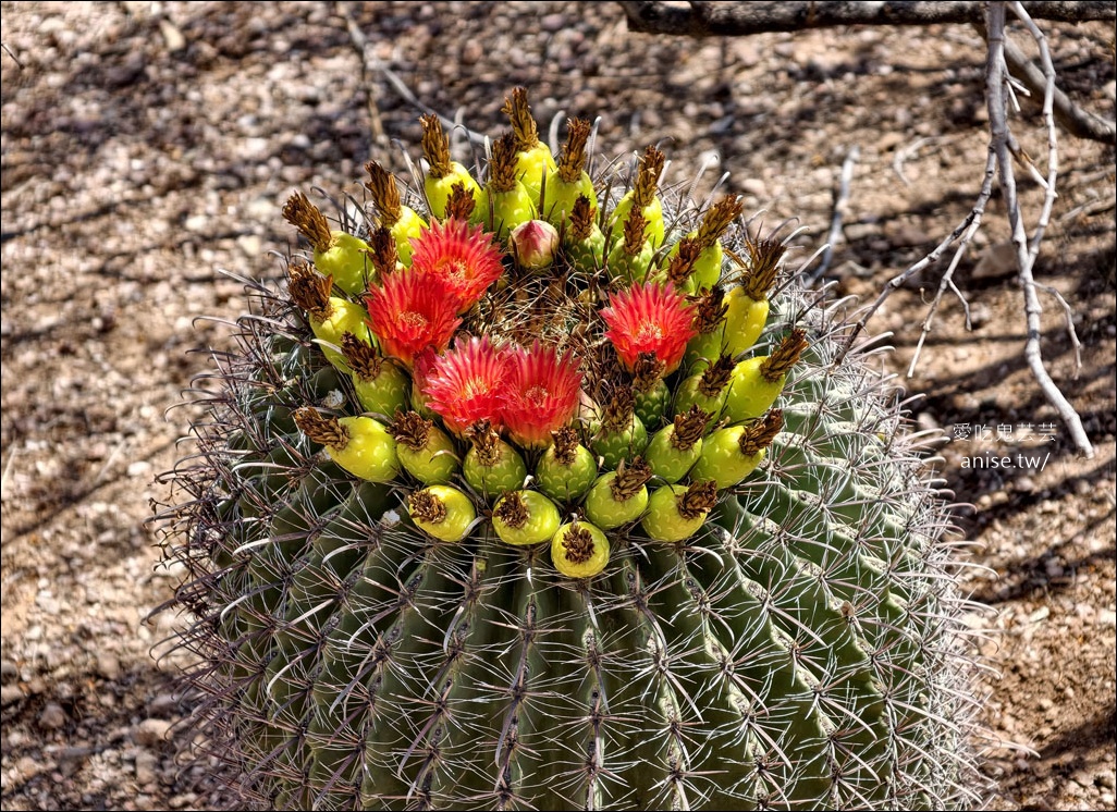 亞利桑那景點 | 帕帕戈公園（Papago Park）之岩中洞、 沙漠植物園 (Desert Botanical Garden) @愛吃鬼芸芸