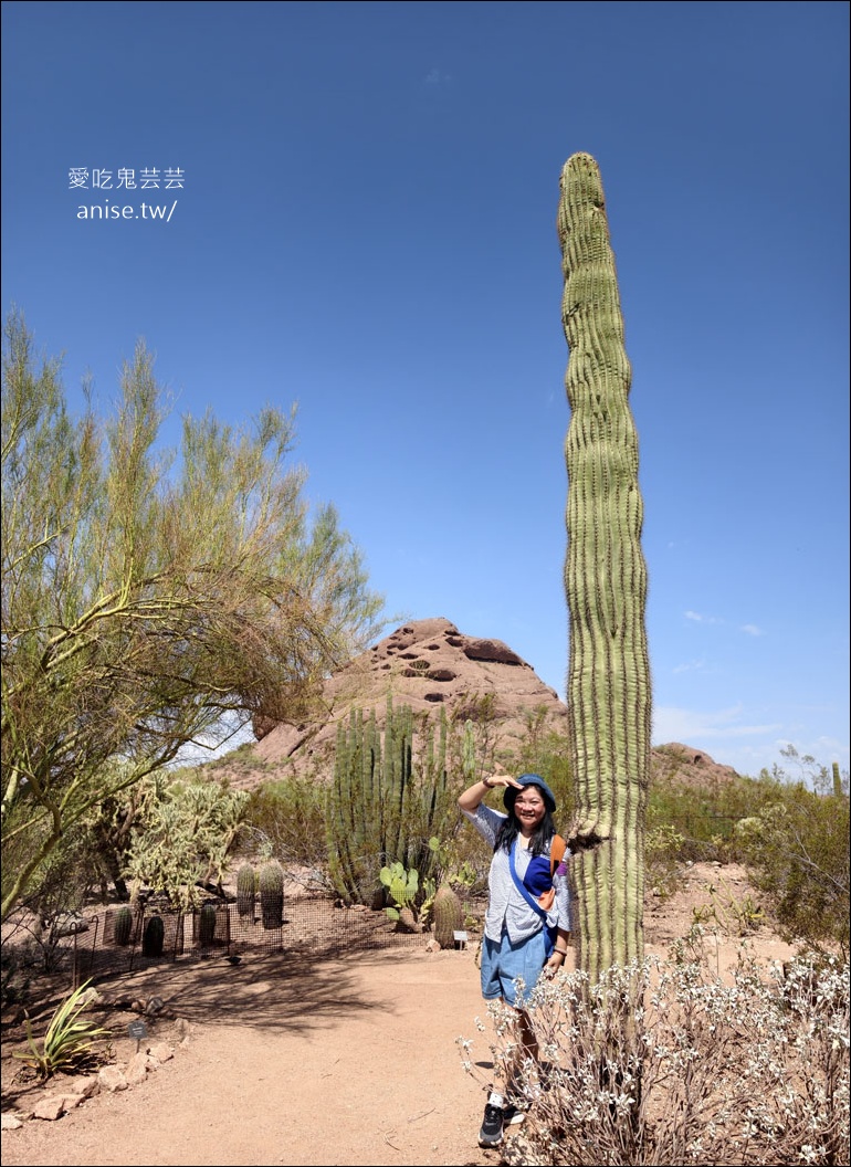 亞利桑那景點 | 帕帕戈公園（Papago Park）之岩中洞、 沙漠植物園 (Desert Botanical Garden) @愛吃鬼芸芸