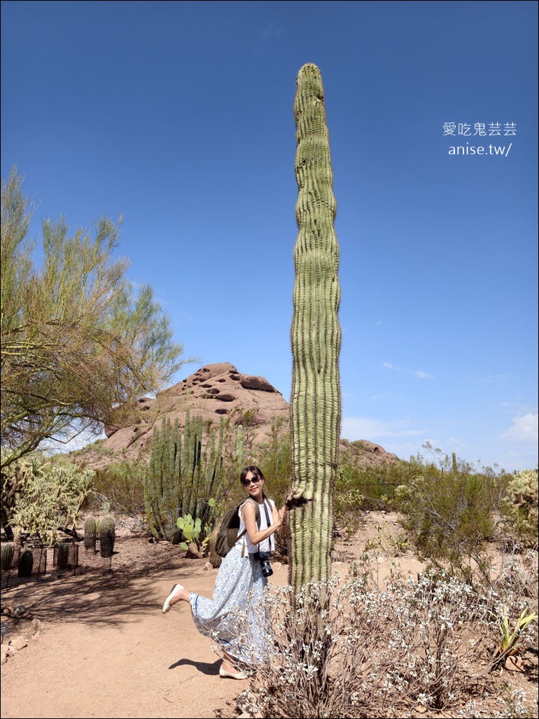 亞利桑那景點 | 帕帕戈公園（Papago Park）之岩中洞、 沙漠植物園 (Desert Botanical Garden) @愛吃鬼芸芸
