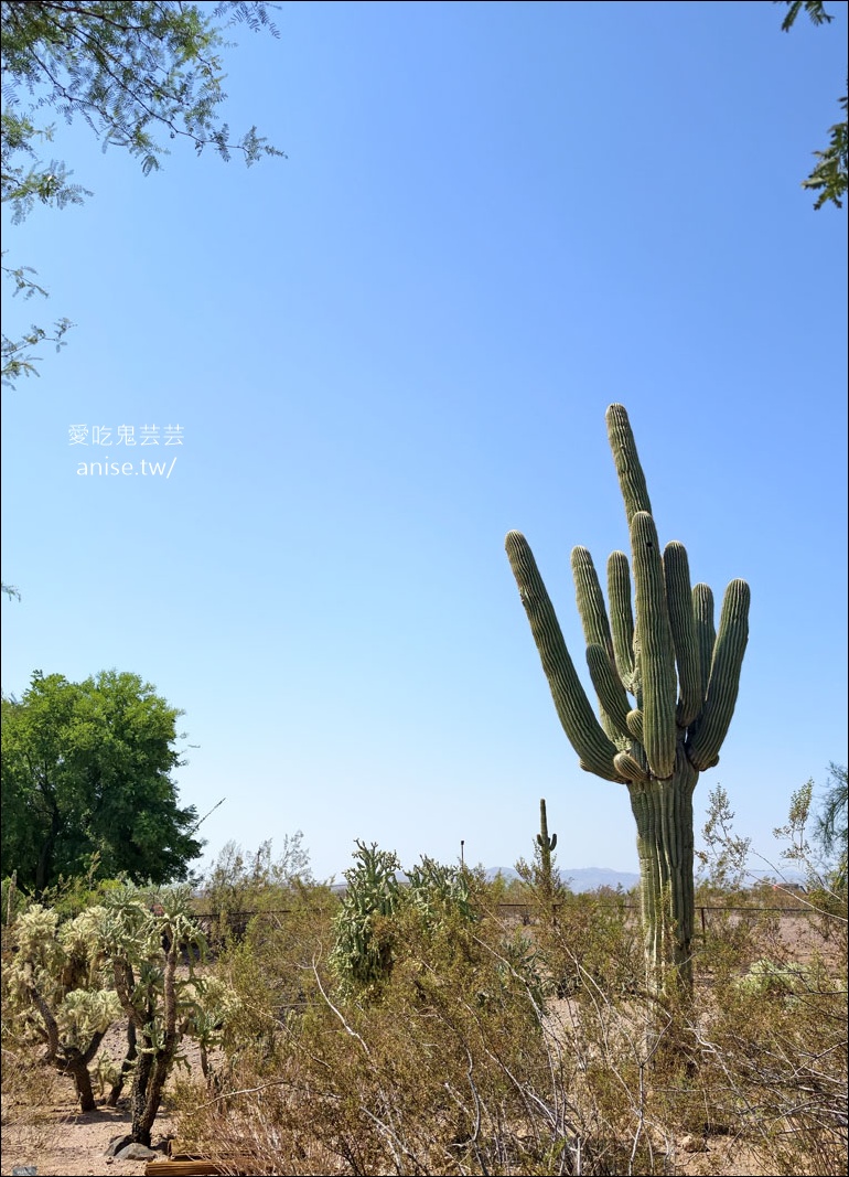 亞利桑那景點 | 帕帕戈公園（Papago Park）之岩中洞、 沙漠植物園 (Desert Botanical Garden) @愛吃鬼芸芸