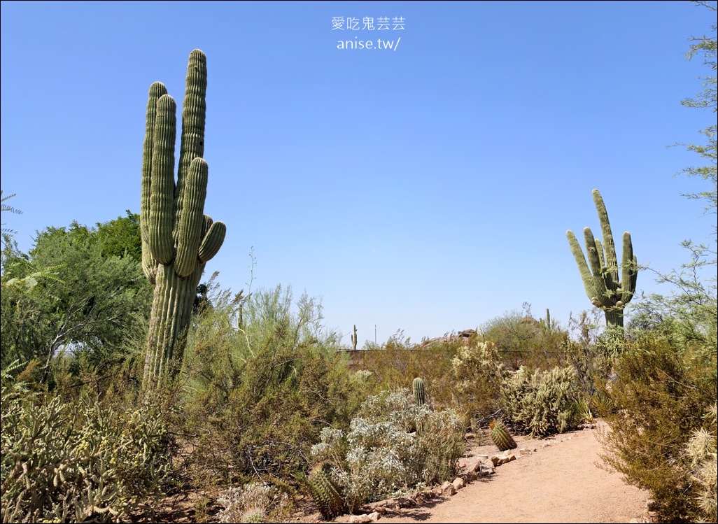 亞利桑那景點 | 帕帕戈公園（Papago Park）之岩中洞、 沙漠植物園 (Desert Botanical Garden) @愛吃鬼芸芸