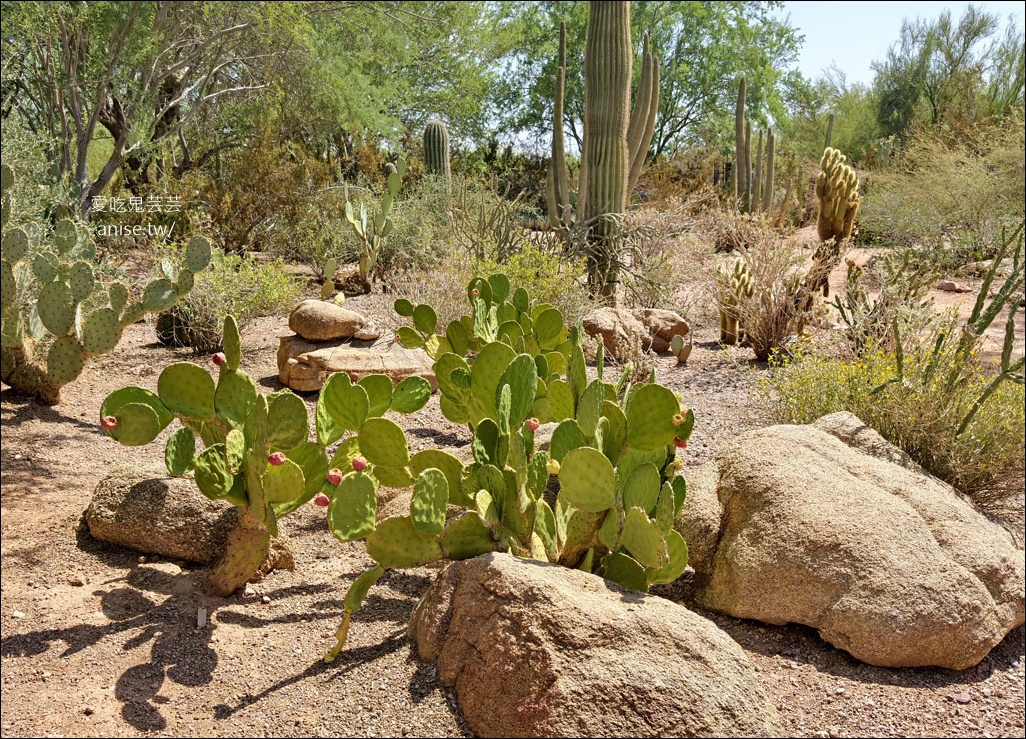 亞利桑那景點 | 帕帕戈公園（Papago Park）之岩中洞、 沙漠植物園 (Desert Botanical Garden) @愛吃鬼芸芸