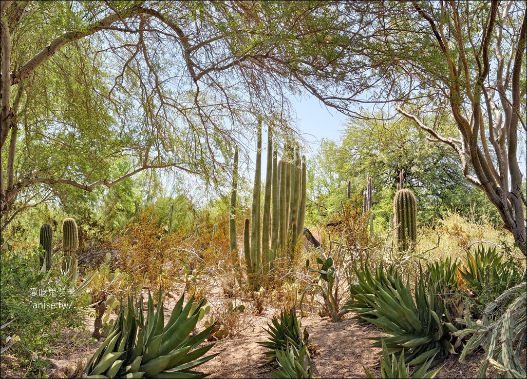 亞利桑那景點 | 帕帕戈公園（Papago Park）之岩中洞、 沙漠植物園 (Desert Botanical Garden) @愛吃鬼芸芸