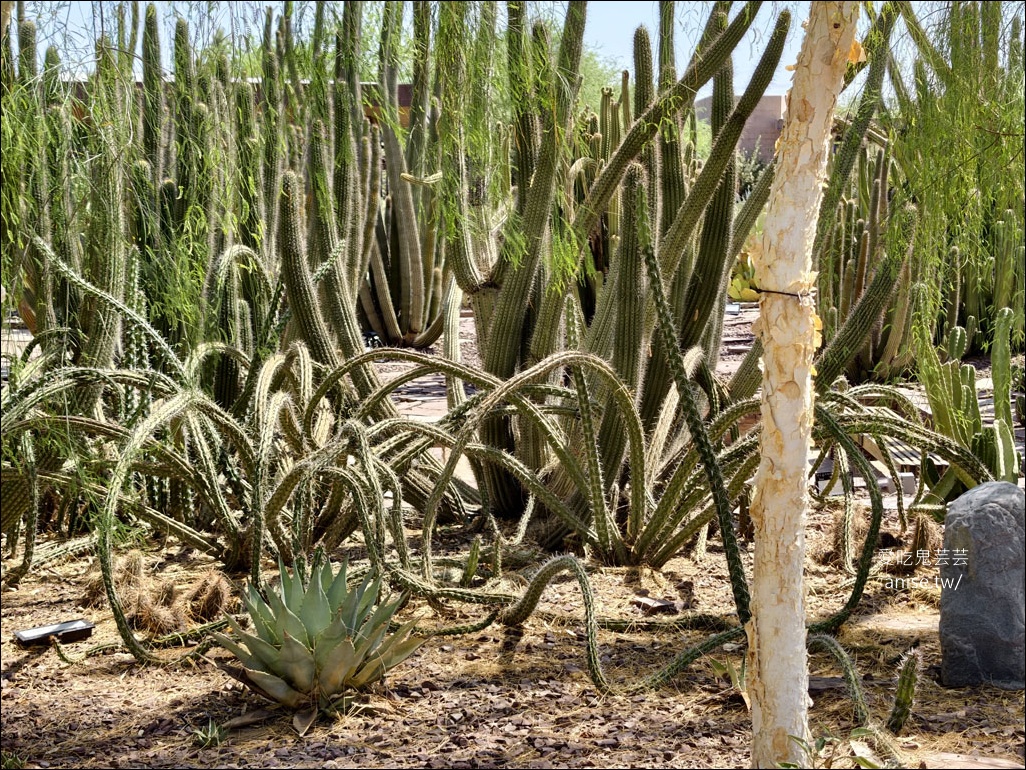 亞利桑那景點 | 帕帕戈公園（Papago Park）之岩中洞、 沙漠植物園 (Desert Botanical Garden) @愛吃鬼芸芸
