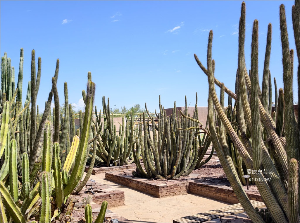 亞利桑那景點 | 帕帕戈公園（Papago Park）之岩中洞、 沙漠植物園 (Desert Botanical Garden) @愛吃鬼芸芸