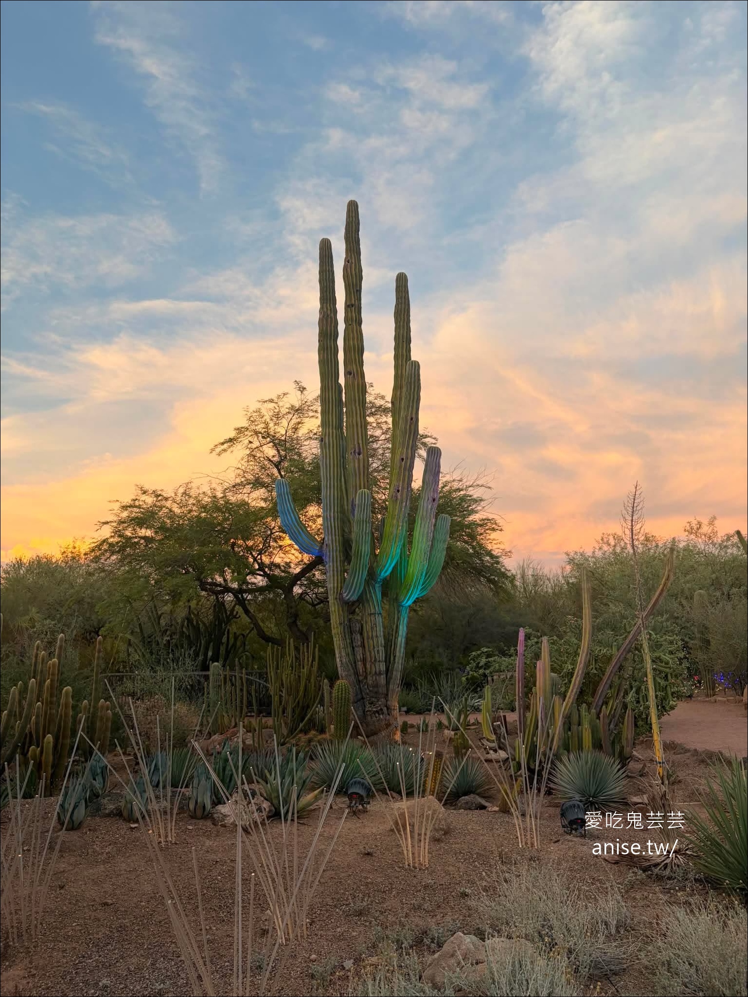 亞利桑那景點 | 帕帕戈公園（Papago Park）之岩中洞、 沙漠植物園 (Desert Botanical Garden) @愛吃鬼芸芸